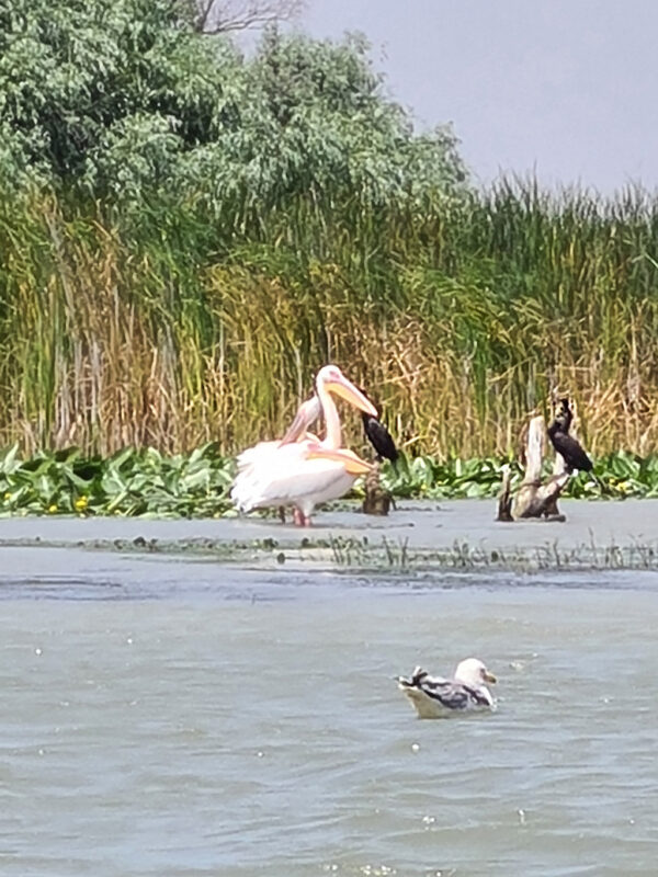 Danaupelikan Kormoran