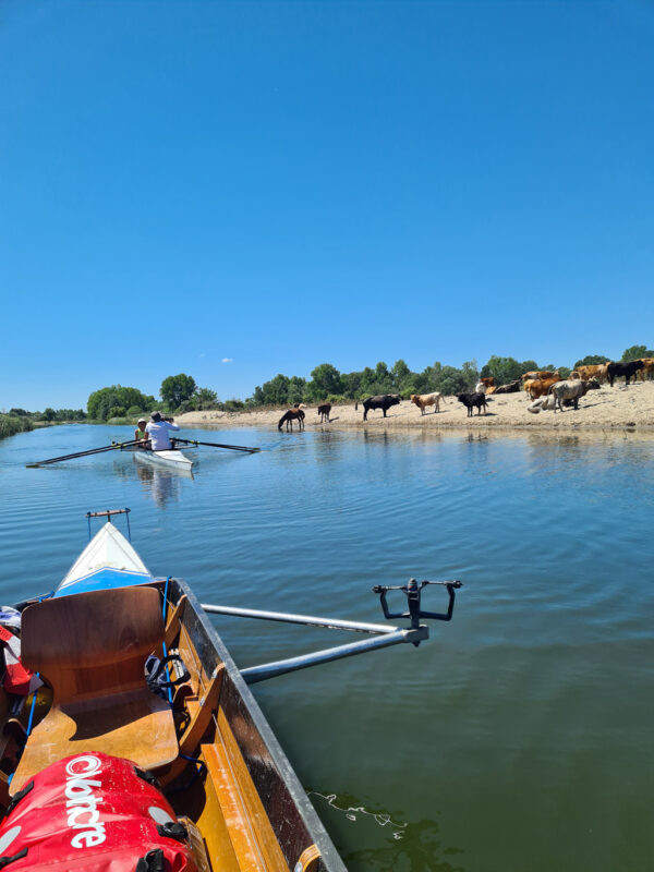 Blick vom Ruderboot auf Kühe am Strand